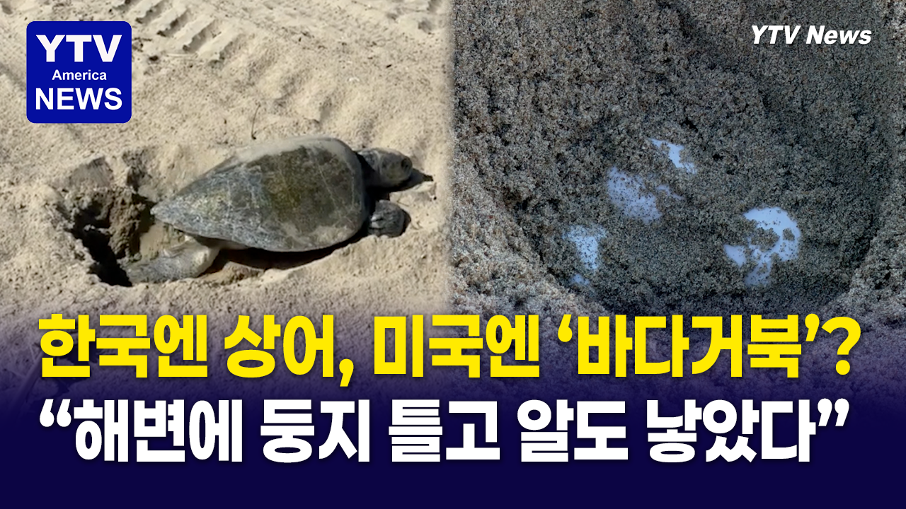 09232026-썸네일_거북.png