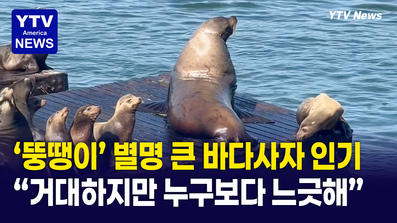 04302026-썸네일_바다사자.png