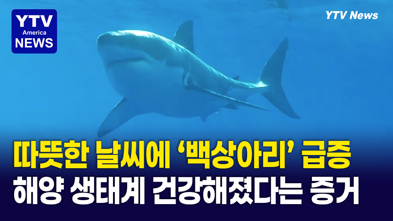05152026-썸네일_백상아리.png