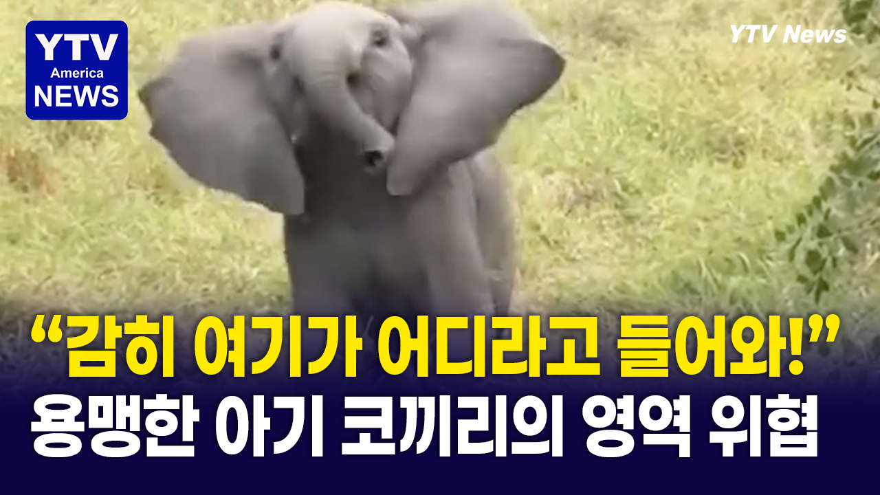 05262026-썸네일_코끼리.png