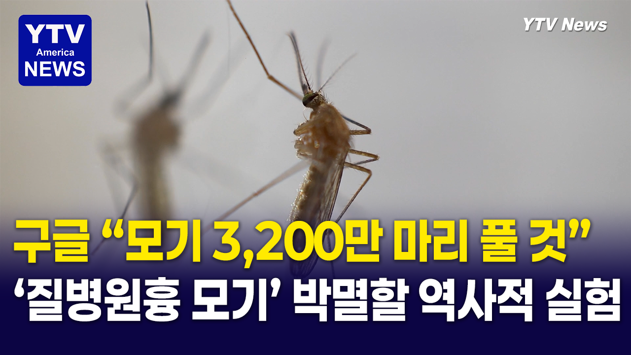06022026 썸네일_모기.png