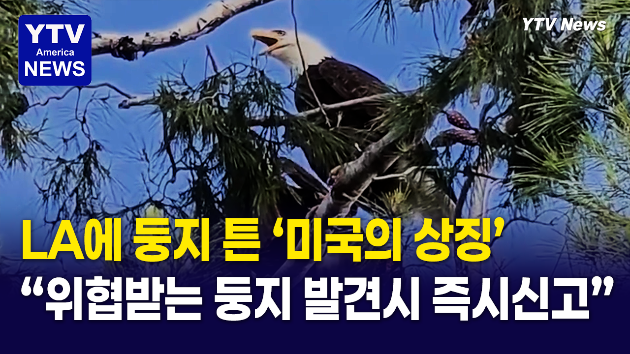 06032026 썸네일_독수리.png