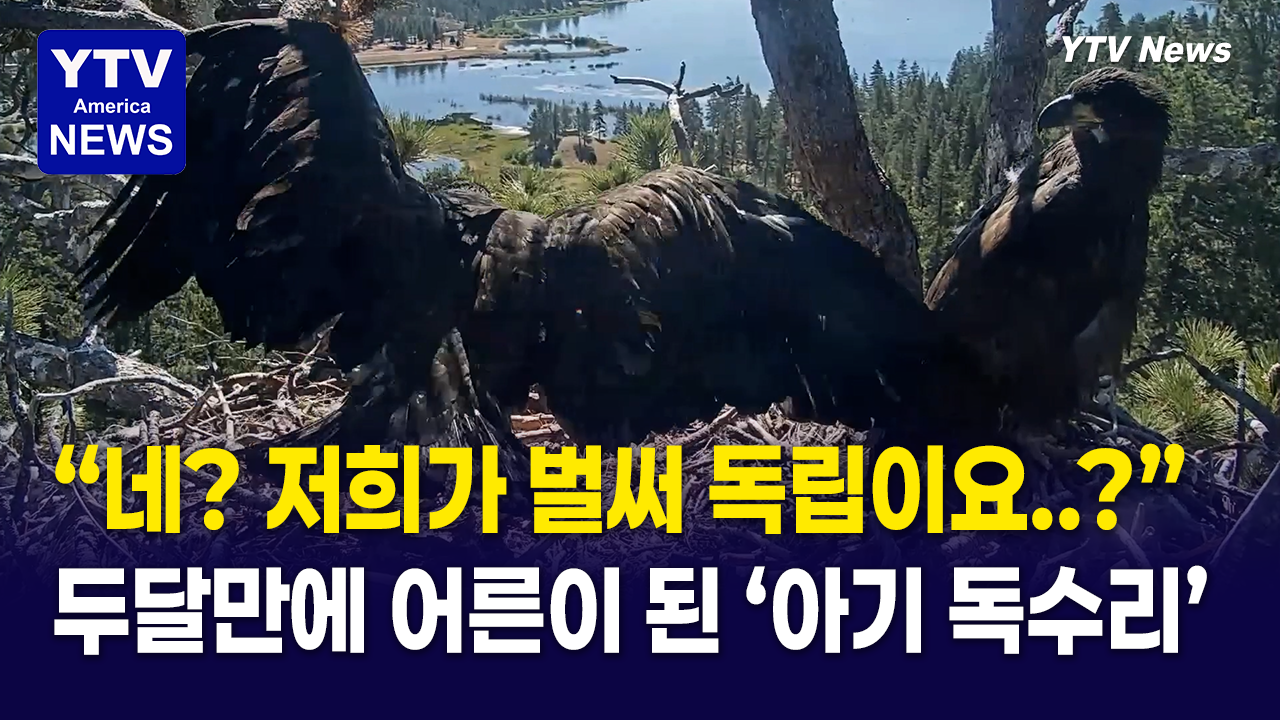 06112026 썸네일_독수리.png