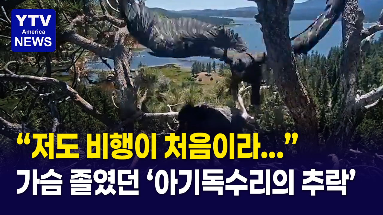 07012026 썸네일_아기독수리.png