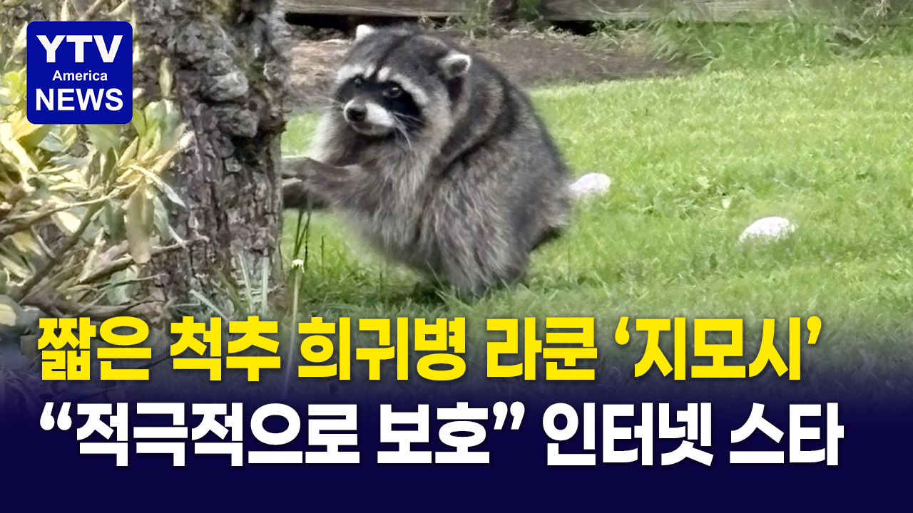 07182026-썸네일_지모시-더-라쿤png.png
