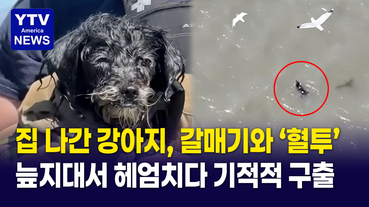 07212026-썸네일_가출강아지-구출.png
