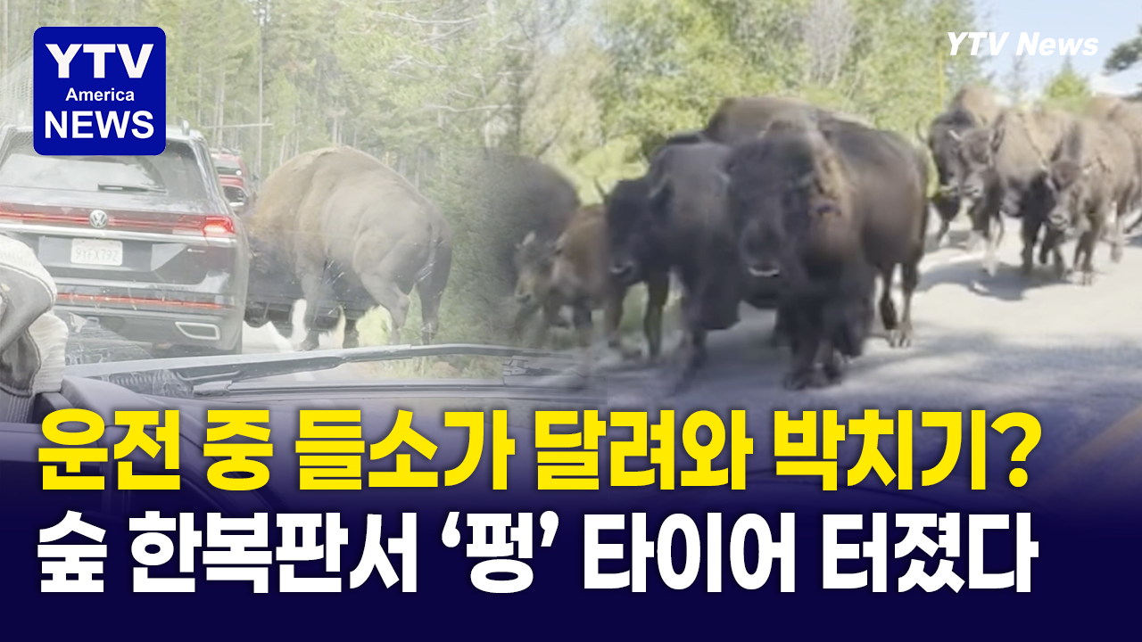 07282026-썸네일_들소.png