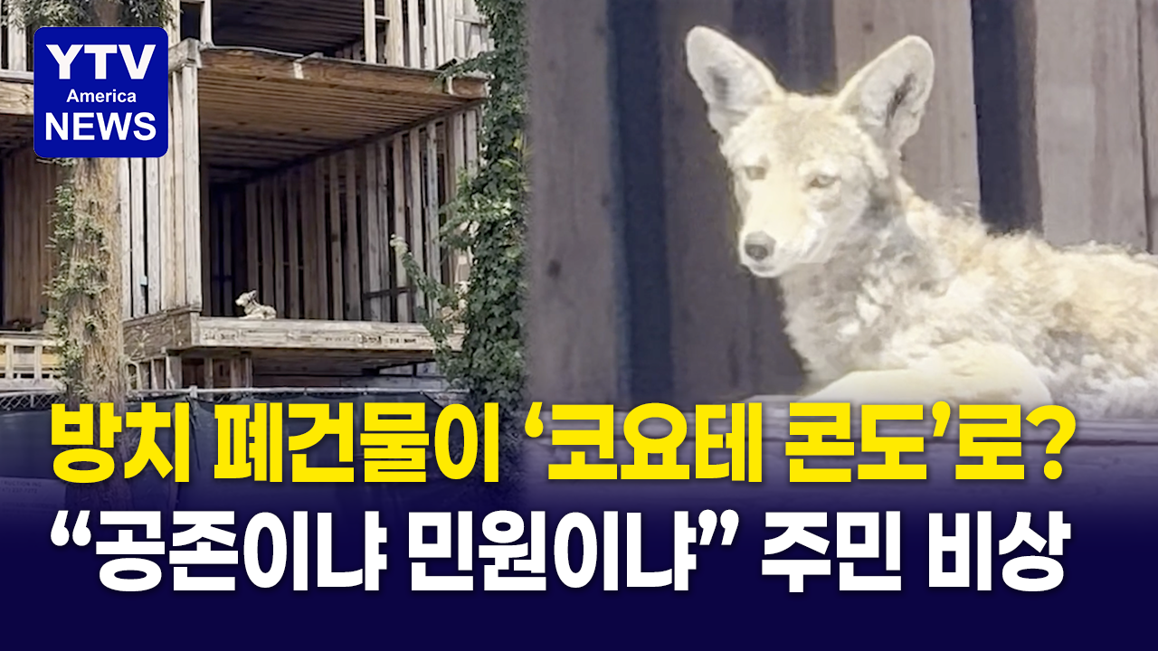 07292026-썸네일_코요테-콘도.png