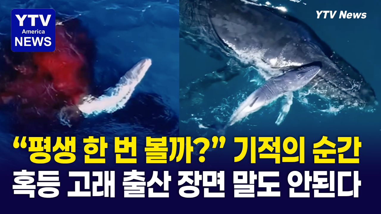 07312026-썸네일_고래.png