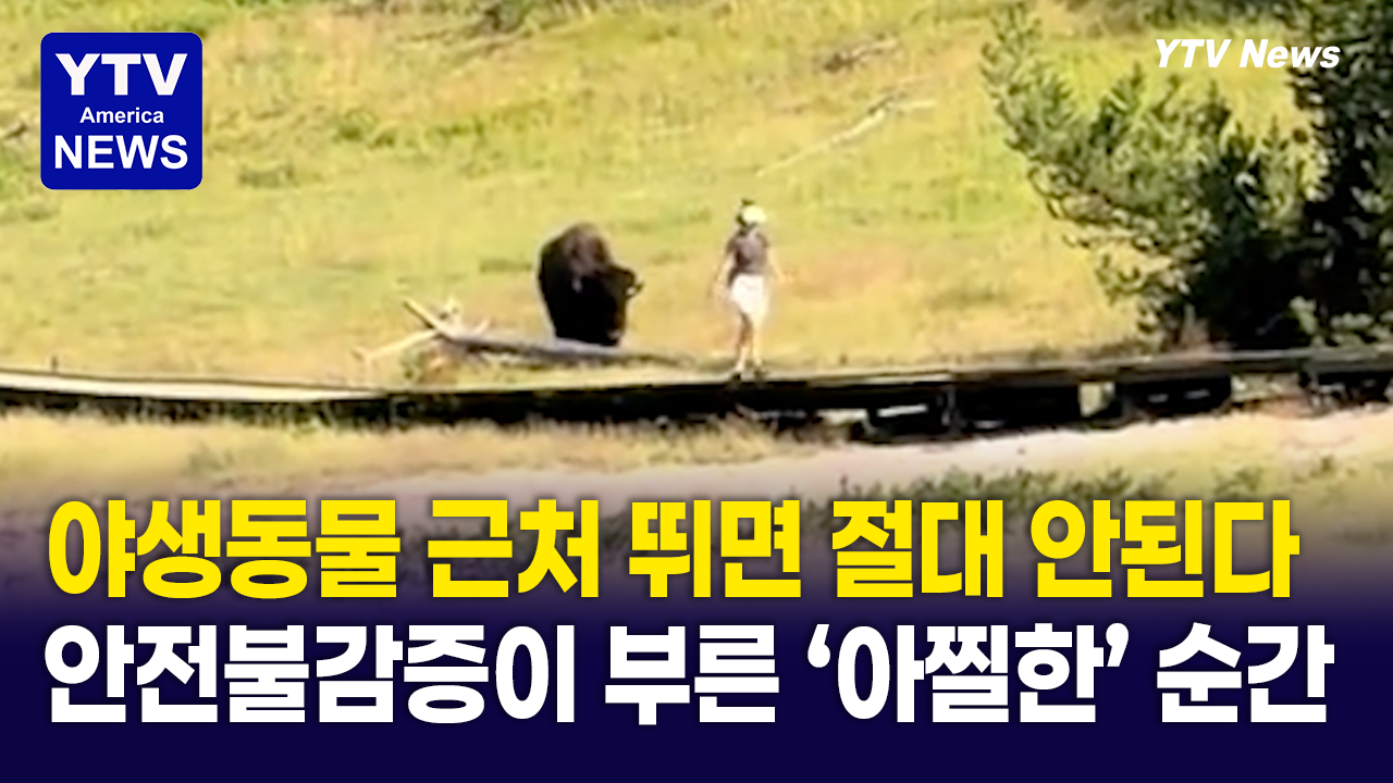 08042026-썸네일_들소.png