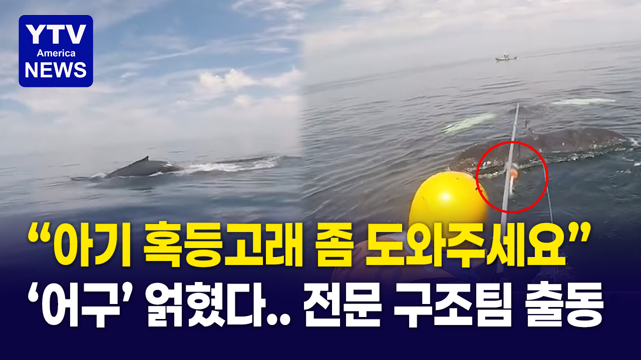 08112026-썸네일_고래-구출.png