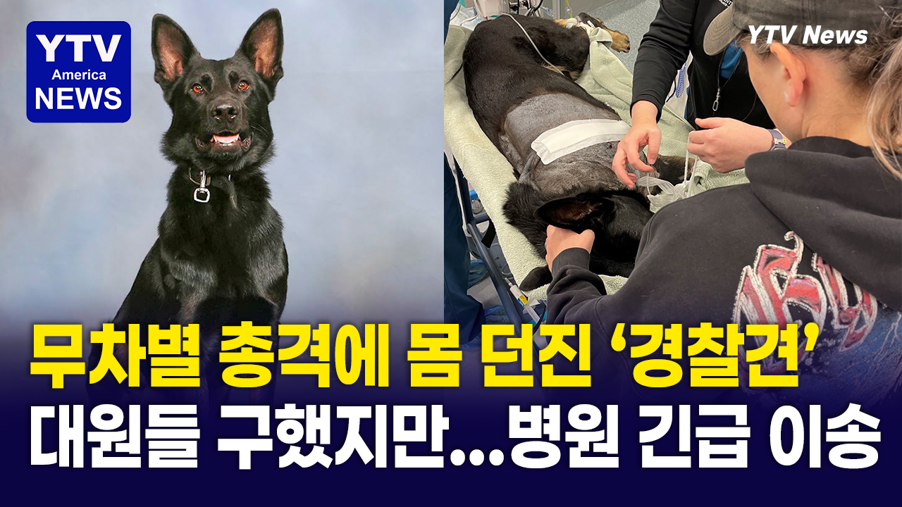 08132026-썸네일_경찰견.png