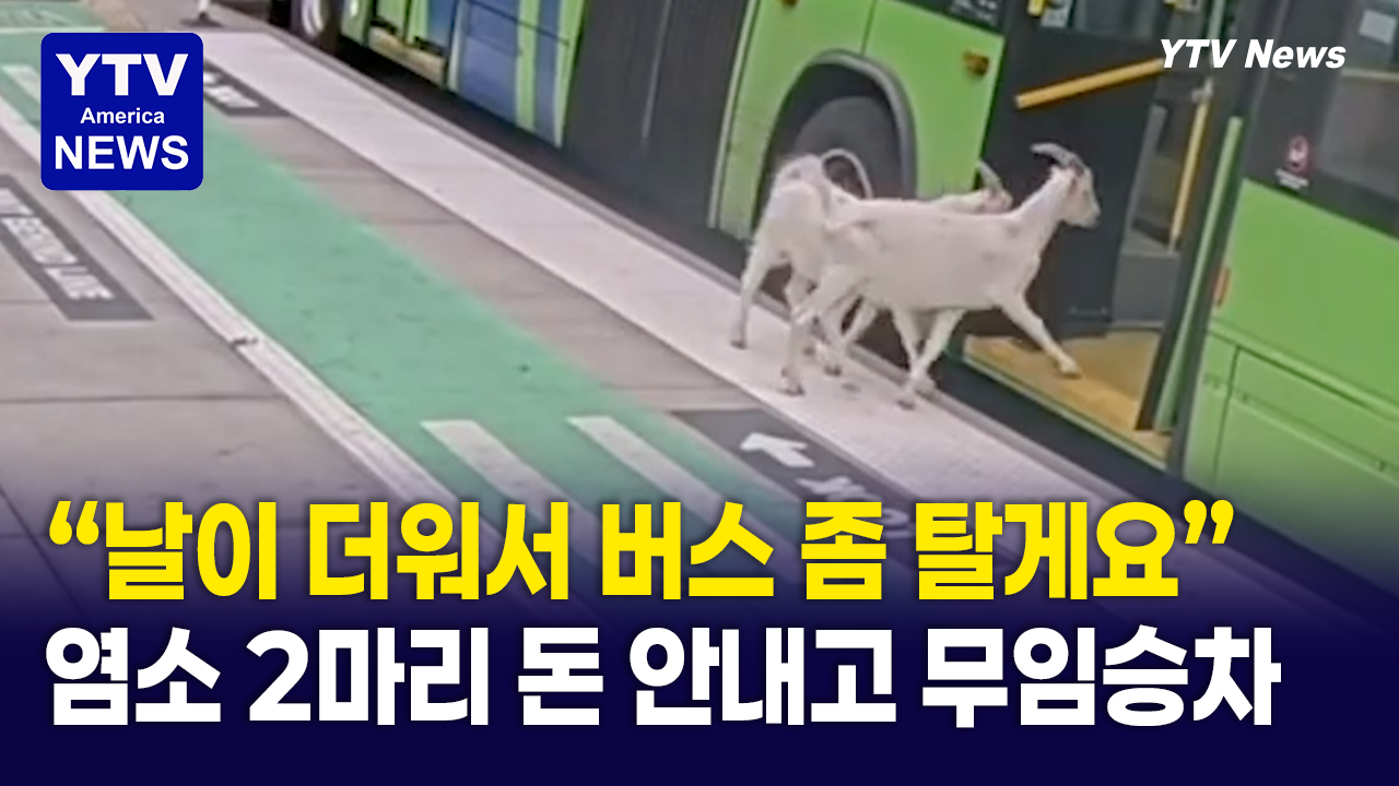 08162026-썸네일_염소.png