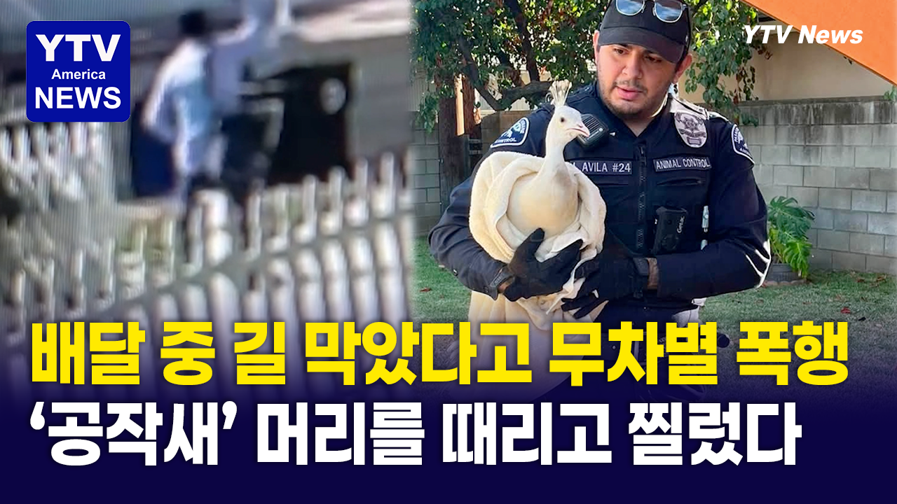 08202026-썸네일_공작새.png