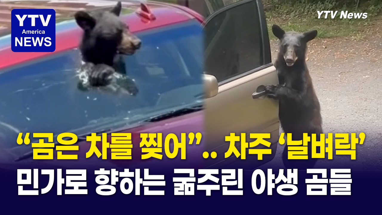 08222026-썸네일_곰은-차를-찢어.png
