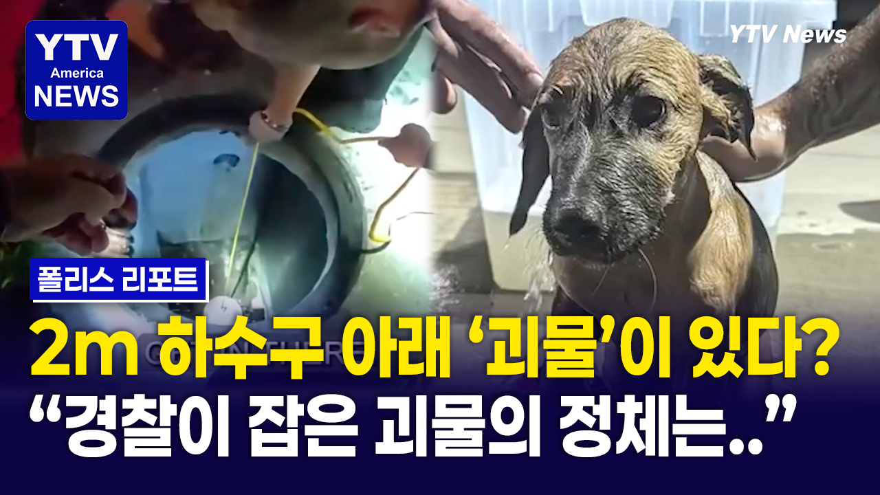08292026-썸네일_강아지.png