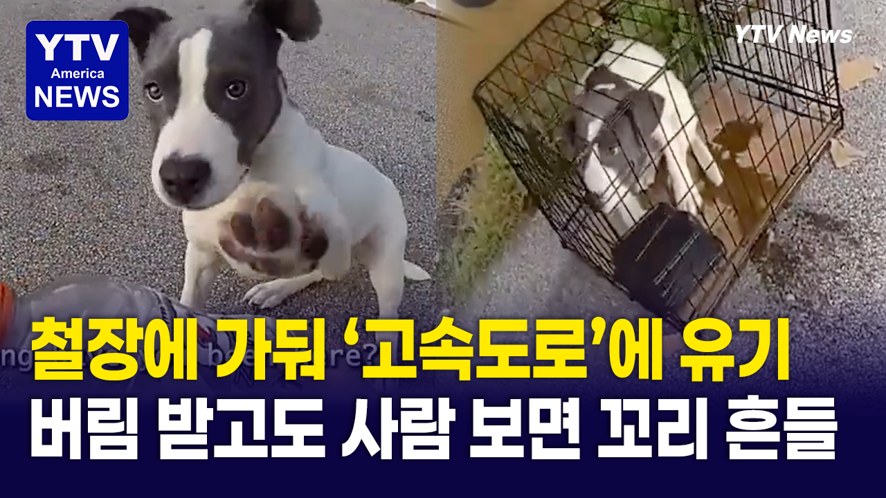 09052026-썸네일_강아지.png