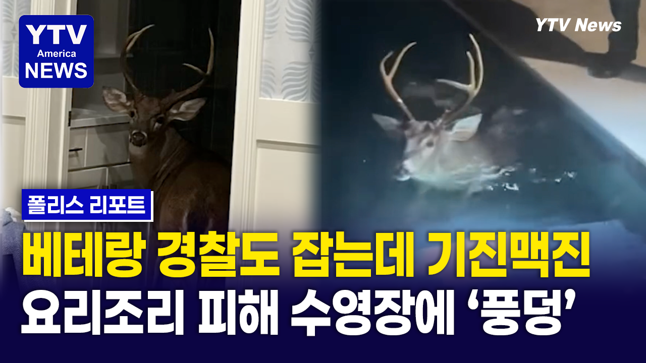09132026-썸네일_사슴.png