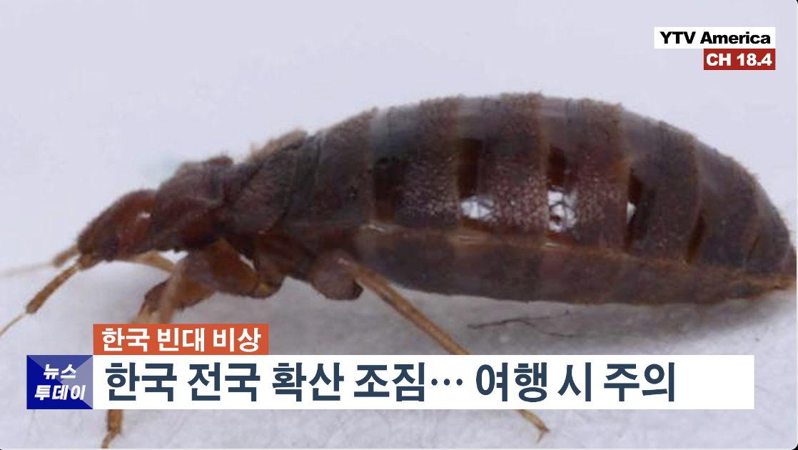 뉴스 - 한국 빈대 비상, 전국 확산 조짐… 여행 시 주의