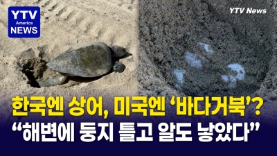 “멸종위기 바다거북이 해변에 알을 낳았다!” 미 서부 해안 첫 자연 산란 기록