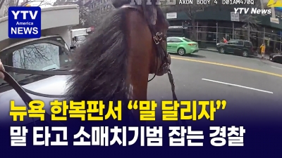 뉴욕 한복판에서 말타고 추격전… '캘리'의 활약