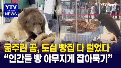 배고파서 눈에 보이는 거 '싹쓸이'...도심 한복판서 풀코스로 식사한 곰