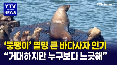 몸집 크다고 '뚱땡이'라는 별명 붙은 바다사자? ... 그래도 인기는 최고!