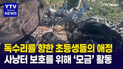 초등학생들이 독수리 보호를 위해... 빵까지 팔기 시작