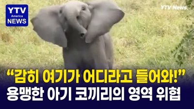 아기라도 코끼리는 코끼리? ... 맹렬한 아기코끼리의 위협
