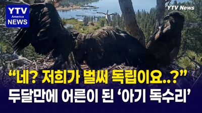 "네? 저희가 독립이요?" ...전 세계가 지켜본 아기 독수리의 마지막 둥지 생활