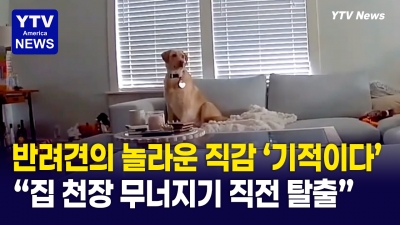 "뭔가 이상한데?" 소파에서 쉬던 강아지  갑자기 도망친 이유... 링 카메라에 찍힌 아찔한 순간