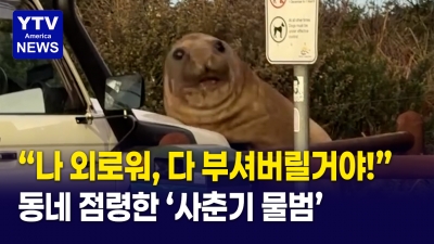 도로를 점령한 1톤 괴물!  교통콘까지 박살낸 코끼리물범