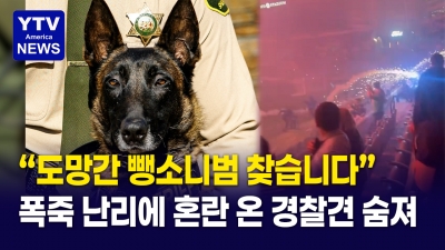 불법 폭죽에 놀라 '달아난 경찰견'... 끝내 뺑소니 차에 생을 마감