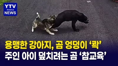곰과 맞선 댕댕이의 용기  "우리 아이는 내가 지킨다"
