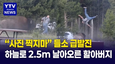 국립공원서 사진 찍던 할아버지와 손녀에게 '화난 들소'…할아버지 공중 2.5m