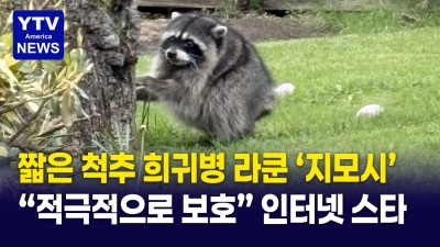 짧은 척추 희귀병 앓는 라쿤 '지모시', 시애틀의 인터넷 스타로 등극