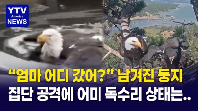 집단공격 당한 엄마, 아빠는 홀로 육아… 독수리 가족 위기