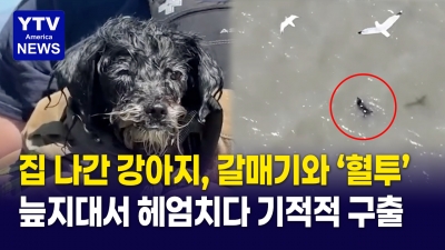집 나갔다가 괜히 '개고생'… 기적처럼 살아 돌아온 댕댕이