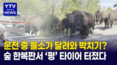 옐로스톤 '거대한  들소의 분노' ...SUV 타이어 터뜨린 충격 순간