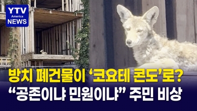 폐건물이 '야생 들개' 아파트로? 주민들 "공존이냐 민원이냐"