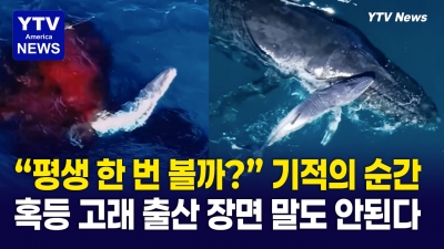전 세계 단 4번뿐인 아기 혹등고래 탄생 장면