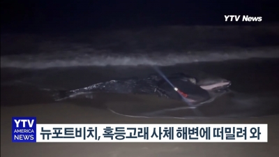 뉴포트비치, 어린 혹등고래 사체