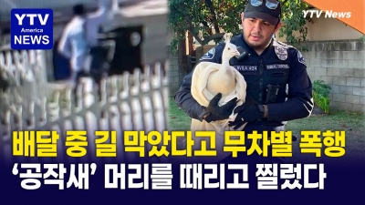 ‘동네 명물’ 흰 공작새, 우체부가 끝까지 쫓아가 ‘폭행’…주민들 동물학대 분노