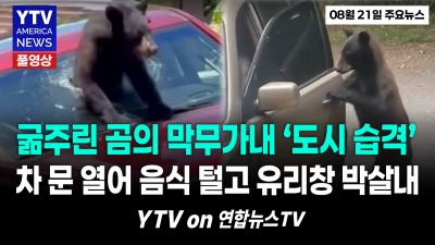 "냄새 맡고 미쳐버린 곰"...승용차 유리창은 그냥 뚫는다 '통제불능' 08212026 YTV America News