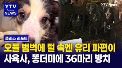 똥 밖에 없는 지옥에서 썩어가던 보더콜리 36마리 구조