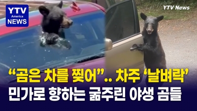 미국 곳곳 ‘곰 출몰’ 비상…차·가정집·호텔 점령하고 유리창까지 뚫고 나온 곰