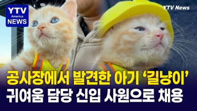 거친 건설 현장 녹여버린 '신입 사원'...공사장 고양이의 인생역전