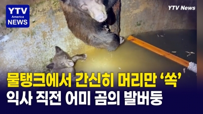 "물속에서 머리만 빼꼼…" 물탱크에 갇힌 흑곰 가족 구출 작전