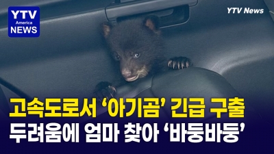 고속도로서 '아기곰' 긴급 구출...두려움에 엄마 찾아 '바둥바둥'