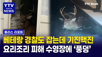 “나가라니까 왜 수영장으로 뛰어들어?!”…사슴 때문에 난리 난 집